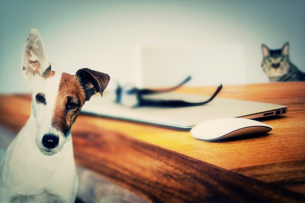 Votre animal vous attend pour prendre soin de lui 