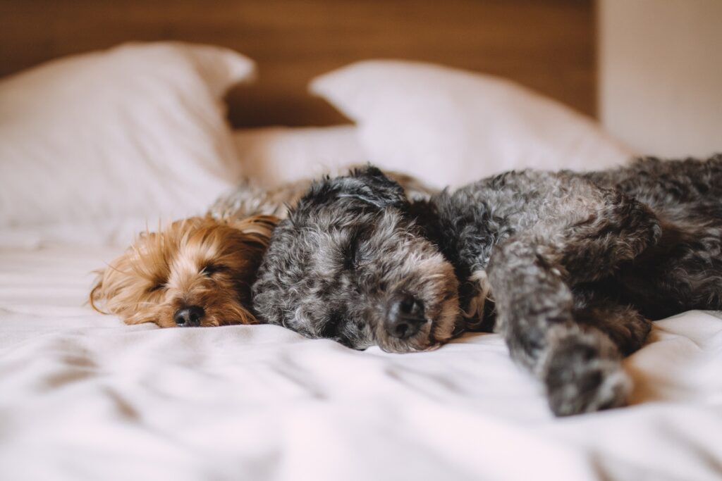 Dormir avec un animal de compagnie peut être une expérience agréable,