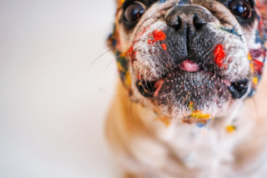 chien en gros plan qui a jouer avec de la peinture