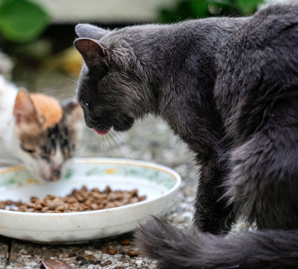 Chats qui sont en train de manger, de se nourrir