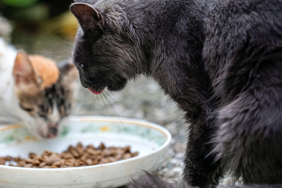 Chats qui sont en train de manger, de se nourrir